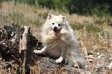 SPITZ ALLEMAND 487